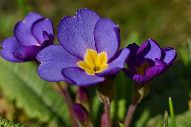 Primula - en farverig og alsidig plante til indendørs og udendørs brug